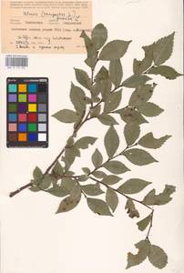 Ulmus pumila L., Eastern Europe, Central forest-and-steppe region (E6) (Russia)