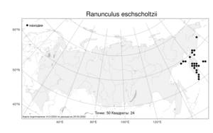 Ranunculus eschscholtzii Schltdl., Atlas of the Russian Flora (FLORUS) (Russia)