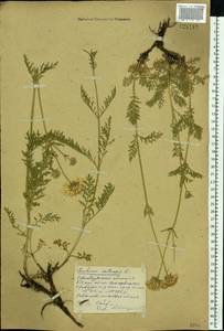 Lomelosia isetensis (L.) Soják, Eastern Europe, Eastern region (E10) (Russia)