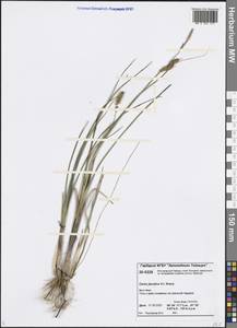 Carex jacutica V.I.Krecz., Siberia, Central Siberia (S3) (Russia)