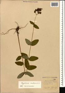 Hypericum montanum L., Caucasus, Stavropol Krai, Karachay-Cherkessia & Kabardino-Balkaria (K1b) (Russia)
