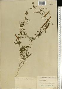 Vicia sativa subsp. nigra (L.)Ehrh., Eastern Europe, North-Western region (E2) (Russia)