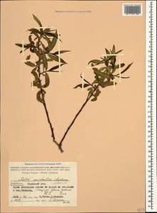 Salix excelsa J.F.Gmel., Caucasus, Azerbaijan (K6) (Azerbaijan)