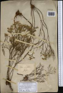 Limonium bellidifolium (Gouan) Dumort., Middle Asia, Caspian Ustyurt & Northern Aralia (M8) (Kazakhstan)