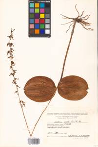 Neottia ovata (L.) Bluff & Fingerh., Eastern Europe, Moscow region (E4a) (Russia)