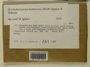 Brachytheciastrum kashmirense (Broth.) Ignatov & Huttunen, Bryophytes, Bryophytes - Asia (outside ex-Soviet states) (BAs) (Pakistan)