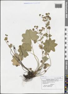 Alchemilla conglobata H. Lindb., Eastern Europe, Middle Volga region (E8) (Russia)