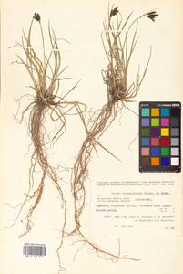 Carex eleusinoides Turcz. ex Kunth, Siberia, Chukotka & Kamchatka (S7) (Russia)