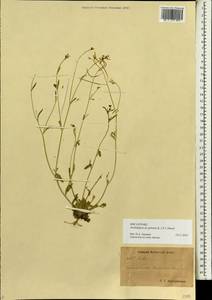 Arabidopsis lyrata subsp. petraea (L.) O'Kane & Al-Shehbaz, Siberia, Chukotka & Kamchatka (S7) (Russia)