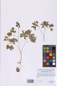 Corydalis intermedia (L.) Mérat, Eastern Europe, Moscow region (E4a) (Russia)