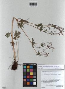 KUZ 000 110, Geranium pseudosibiricum J. Mayer, Siberia, Altai & Sayany Mountains (S2) (Russia)