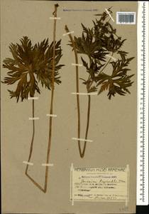 Geranium ruprechtii (Woronow) Grossh., Caucasus, Armenia (K5) (Armenia)