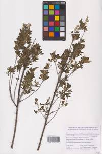 Chamaecytisus ruthenicus (Fisch. ex Woł.) Klásk., Eastern Europe, Rostov Oblast (E12a) (Russia)
