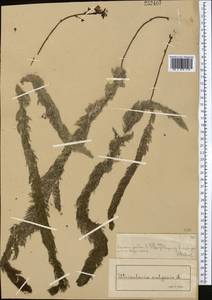 Utricularia vulgaris L., Middle Asia, Muyunkumy, Balkhash & Betpak-Dala (M9) (Kazakhstan)