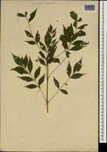 Fraxinus angustifolia Vahl , nom. cons., South Asia, South Asia (Asia outside ex-Soviet states and Mongolia) (ASIA) (Not classified)