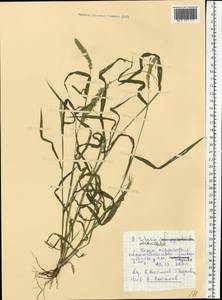Setaria verticillata (L.) P.Beauv., Eastern Europe, Middle Volga region (E8) (Russia)