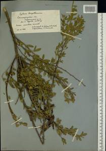 Chamaecytisus ruthenicus (Fisch. ex Woł.) Klásk., Eastern Europe, Lower Volga region (E9) (Russia)