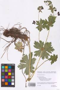 Geranium phaeum L., Eastern Europe, Central region (E4) (Russia)