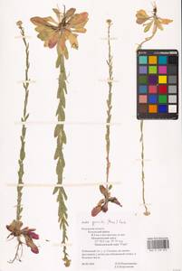 Arabis planisiliqua (Pers.) Rchb., Eastern Europe, Central region (E4) (Russia)