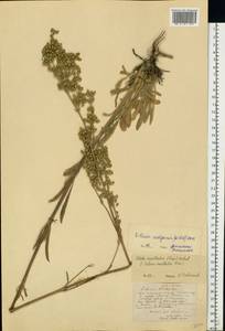 Silene densiflora d'Urv., Eastern Europe, Central forest-and-steppe region (E6) (Russia)