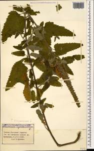 Teucrium hircanicum L., Caucasus, Azerbaijan (K6) (Azerbaijan)