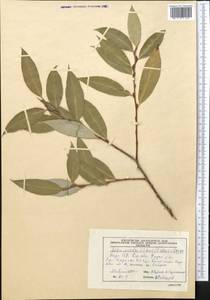 Salix excelsa J.F.Gmel., Middle Asia, Western Tian Shan & Karatau (M3) (Kyrgyzstan)