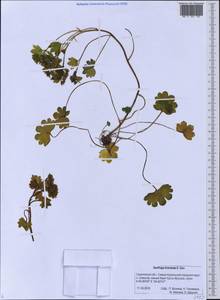 Saxifraga bracteata D. Don, Siberia, Russian Far East (S6) (Russia)