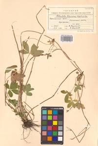 Potentilla sundaica (Blume) W. Theob., Siberia, Russian Far East (S6) (Russia)