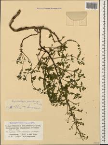 Scrophularia versicolor Boiss., Caucasus, North Ossetia, Ingushetia & Chechnya (K1c) (Russia)