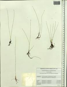 Trichophorum pumilum (Vahl) Schinz & Thell., Siberia, Altai & Sayany Mountains (S2) (Russia)