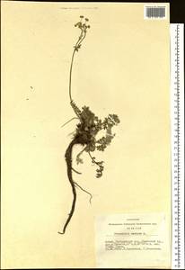 Potentilla sericea L., Siberia, Altai & Sayany Mountains (S2) (Russia)