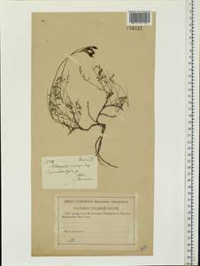 Astragalus macropus Bunge, Eastern Europe, Lower Volga region (E9) (Russia)
