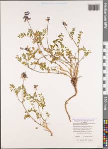 Astragalus brachytropis (Stev.) C. A. Mey., Caucasus, Stavropol Krai, Karachay-Cherkessia & Kabardino-Balkaria (K1b) (Russia)