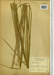 Typha angustifolia L., Eastern Europe, Central region (E4) (Russia)