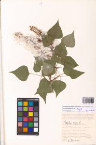 Populus nigra L., Eastern Europe, Lower Volga region (E9) (Russia)