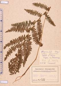 Athyrium monomachii (Kom.) Kom., Siberia, Altai & Sayany Mountains (S2) (Russia)