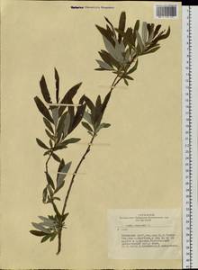 Salix viminalis L., Siberia, Altai & Sayany Mountains (S2) (Russia)