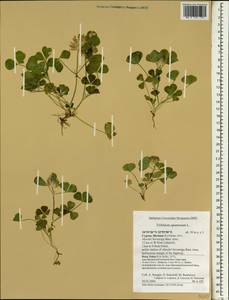 Trifolium spumosum L., South Asia, South Asia (Asia outside ex-Soviet states and Mongolia) (ASIA) (Cyprus)