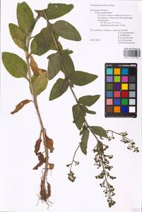 MHA 0 159 706, Scrophularia umbrosa Dumort., Eastern Europe, Central region (E4) (Russia)