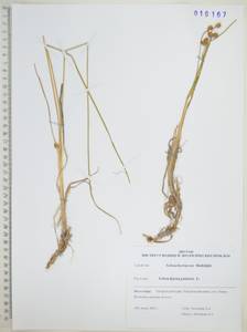Scheuchzeria palustris L., Siberia, Russian Far East (S6) (Russia)