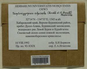 Isopterygiella alpicola (Lindb.) Ignatov & Ignatova, Bryophytes, Bryophytes - Russian Far East (excl. Chukotka & Kamchatka) (B20) (Russia)