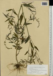 Atriplex oblongifolia Waldst. & Kit., Eastern Europe, Lower Volga region (E9) (Russia)