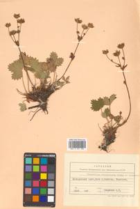 Potentilla fragiformis Willd. ex D. F. K. Schltdl., Siberia, Russian Far East (S6) (Russia)