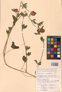 Trifolium pratense L., Eastern Europe, Lower Volga region (E9) (Russia)