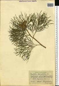 Paeonia tenuifolia L., Eastern Europe, North Ukrainian region (E11) (Ukraine)