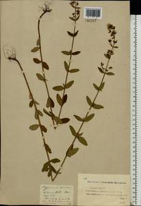Hypericum hirsutum L., Eastern Europe, Middle Volga region (E8) (Russia)
