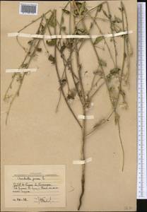 Chondrilla juncea L., Middle Asia, Western Tian Shan & Karatau (M3) (Uzbekistan)
