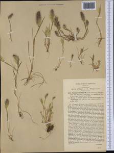 Polypogon maritimus Willd., Western Europe (EUR) (Italy)