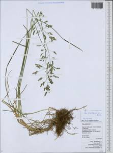 Poa pratensis L., Siberia, Chukotka & Kamchatka (S7) (Russia)