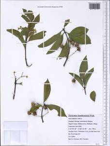 Euonymus hamiltonianus Wall., South Asia, South Asia (Asia outside ex-Soviet states and Mongolia) (ASIA) (China)